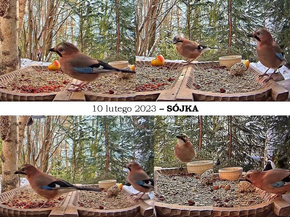 livebirdspoland_c8777c6ba434bbf8cece5a92b77a8b90.jpg