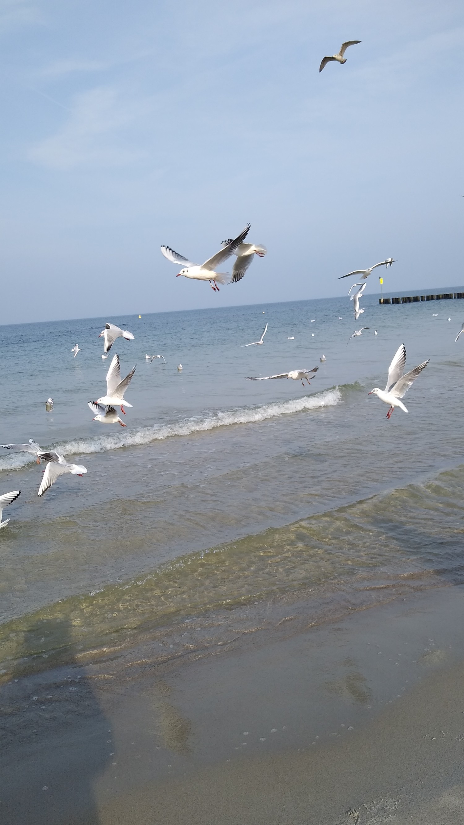 livebirdspoland_9f33df6f3043614f774297f31c4e3d72.jpg