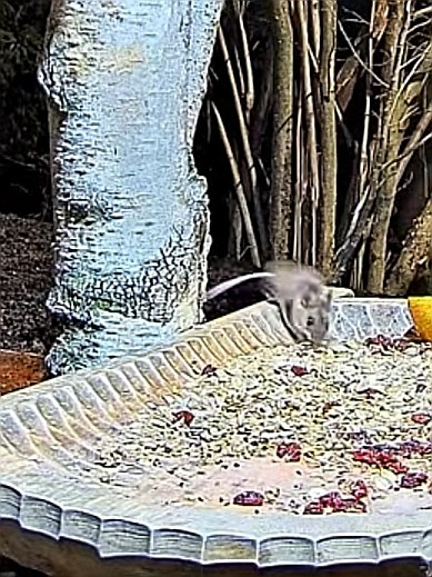 livebirdspoland_b433a0536570bc2f6c7fb7f24dcb558a.jpg
