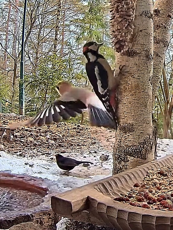 livebirdspoland_775b2dbc9ba51dc4e9cb92c641f089d8.jpg