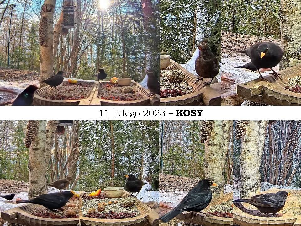 livebirdspoland_4b367349130f68509a30830efbbc8c3e.jpg