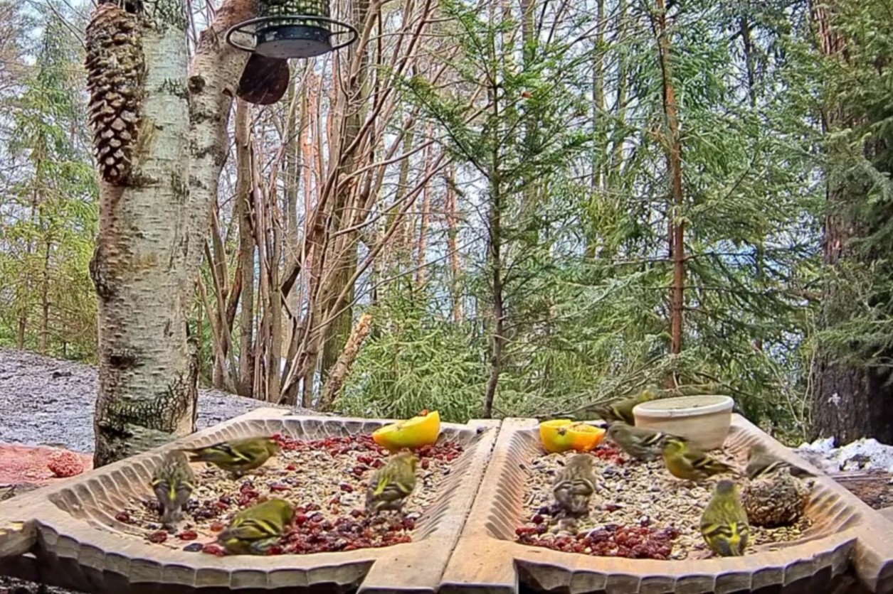livebirdspoland_0fc9a3d386b6d472f788e5352c147648.jpg