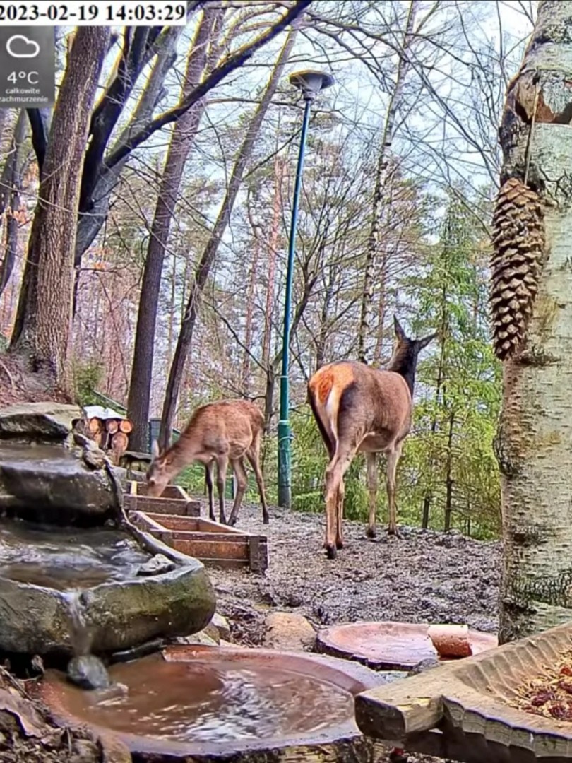 livebirdspoland_944f9867bd2602d06ae31b5720f94167.jpg
