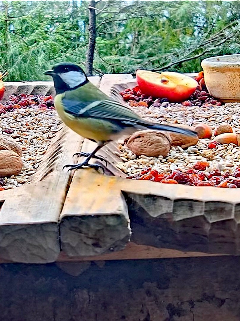 livebirdspoland_00c0c6588547865182936c72c5976ea0.jpg