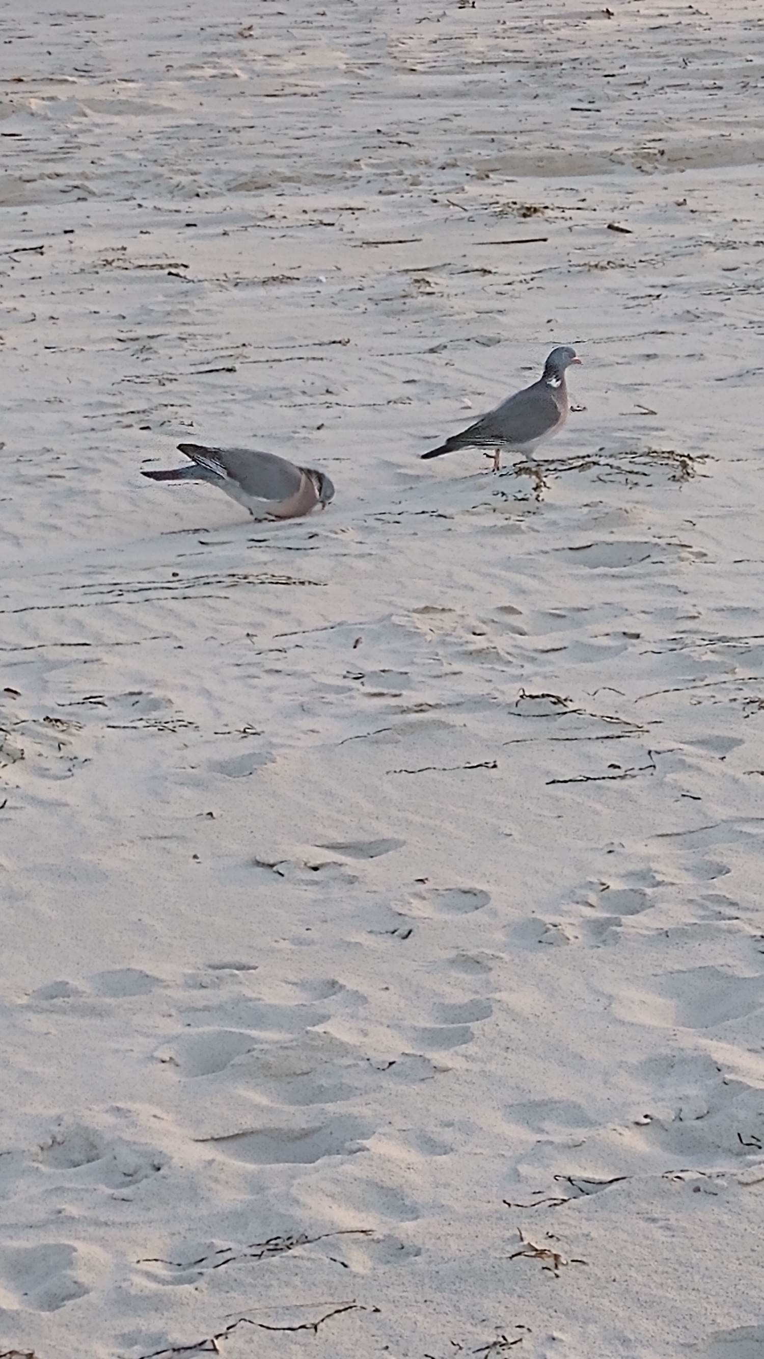 livebirdspoland_b0d078b4fc5a36c996d34dae36d270fb.jpg