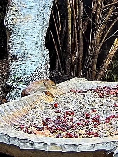livebirdspoland_77f35cc617a3fca7eafbbdf678739433.jpg