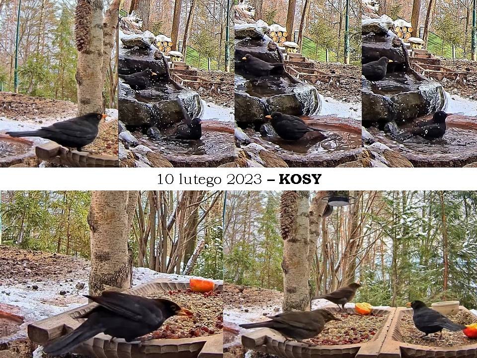 livebirdspoland_e1e0358dfc12281bf0fcb1b19c5e7572.jpg