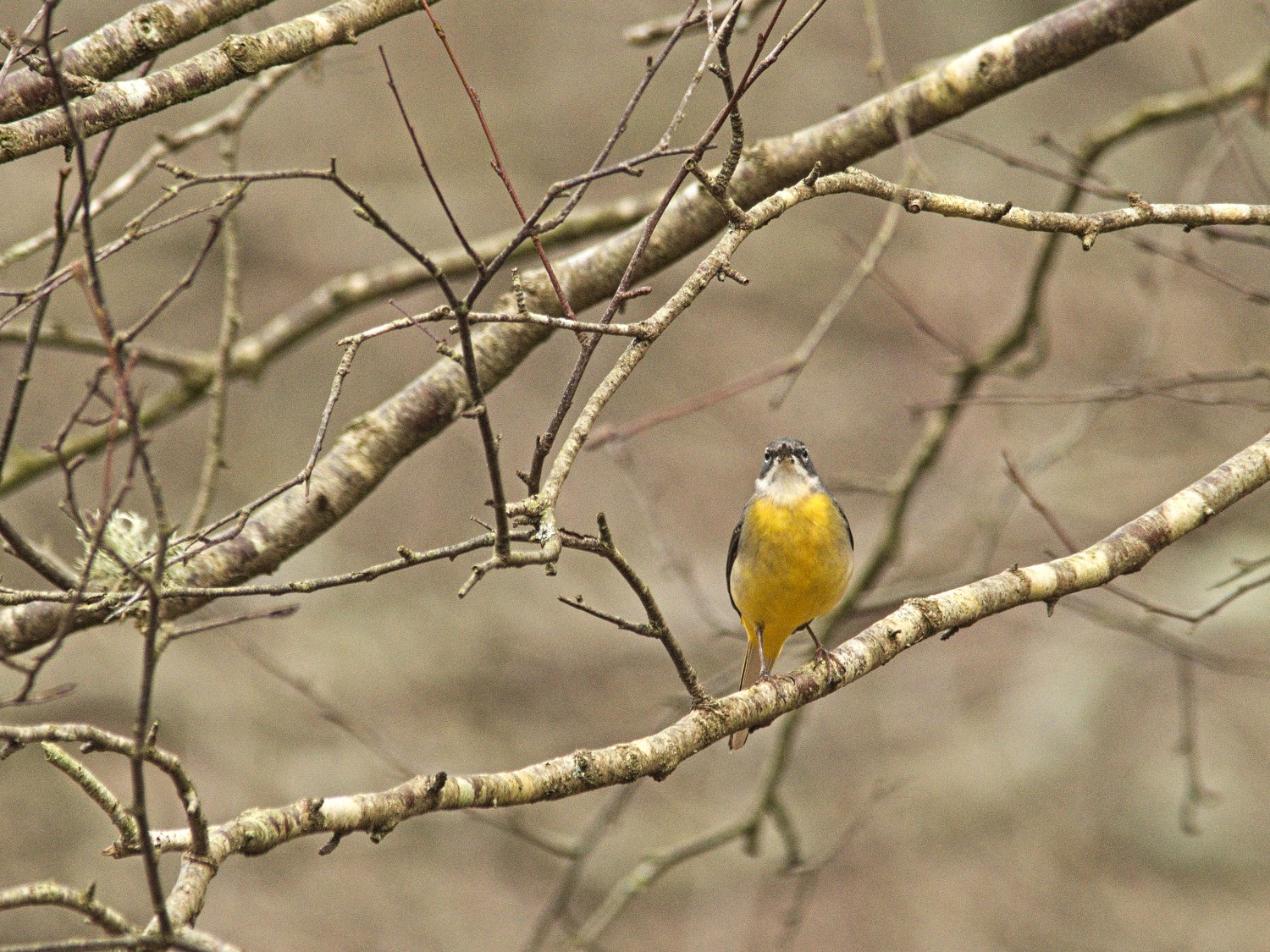 livebirdspoland_b431532ae9bf1514c01e2d6a74d7fdda.jpg