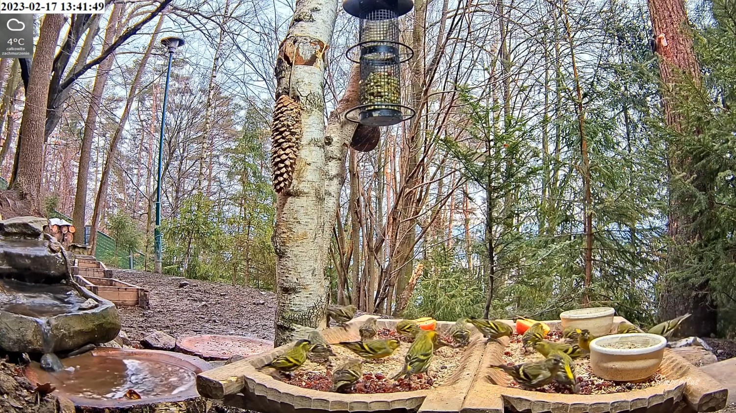 livebirdspoland_293dba4e9c004827430105264869f331.jpg