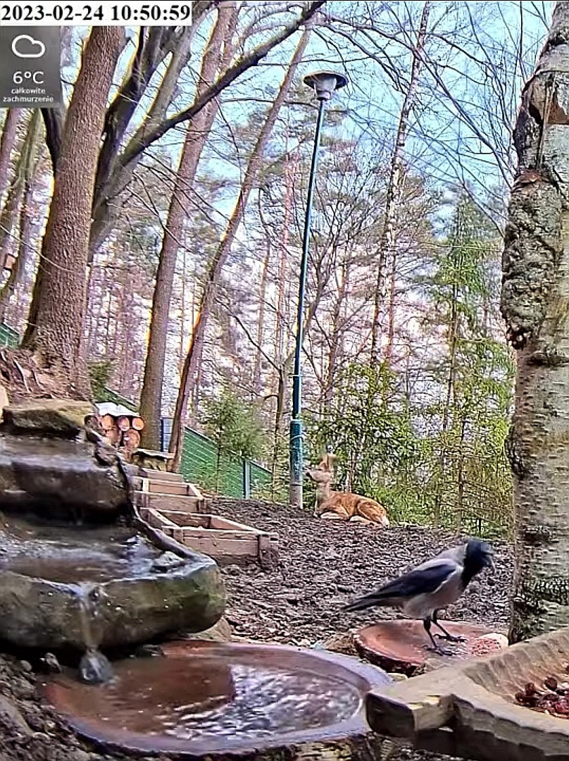 livebirdspoland_011345087bb9bf6e639203f83a932e9f.jpg