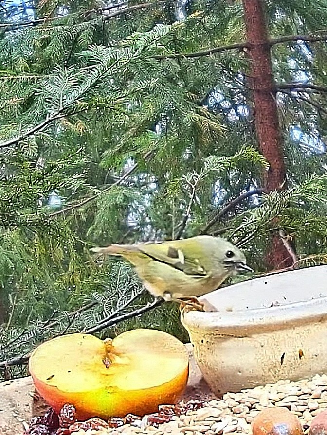 livebirdspoland_7ef326fc52974c882c407e4b853f1387.jpg