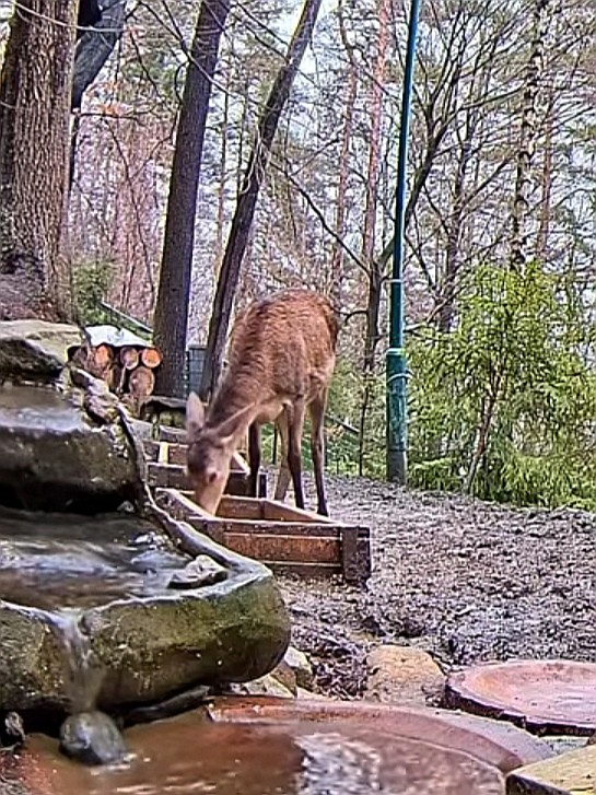 livebirdspoland_12a6b639e18787aaf58739ebab3d04c1.jpg