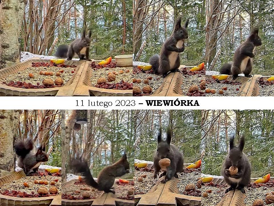 livebirdspoland_c1547e947729197ce2d65d541ddf4ff6.jpg