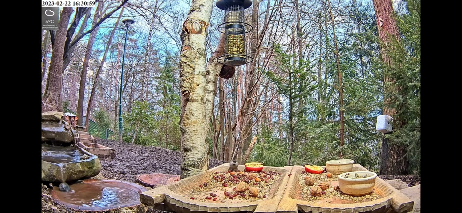 livebirdspoland_c7435c778e59e8c8534ea67e76ed3932.jpg