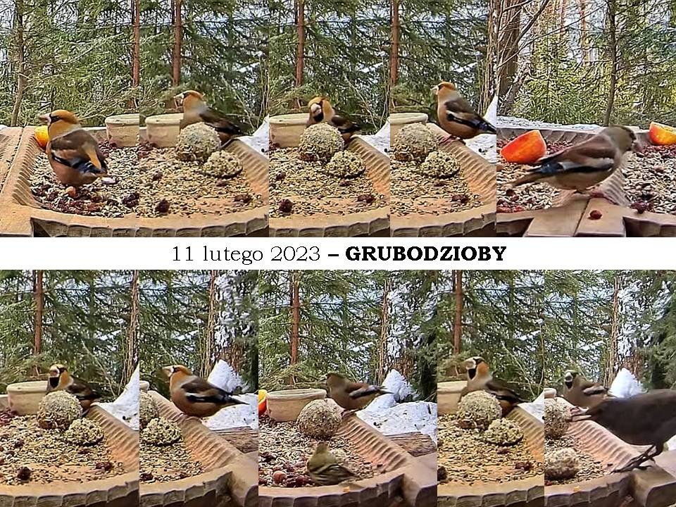 livebirdspoland_9f2fe979f22d058c1a8117e3182036eb.jpg