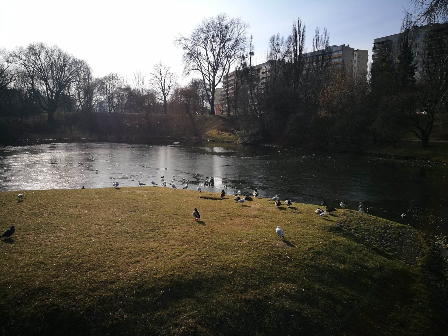 livebirdspoland_0c6ea0b9b9162be0bbfed52a670acf81.jpg