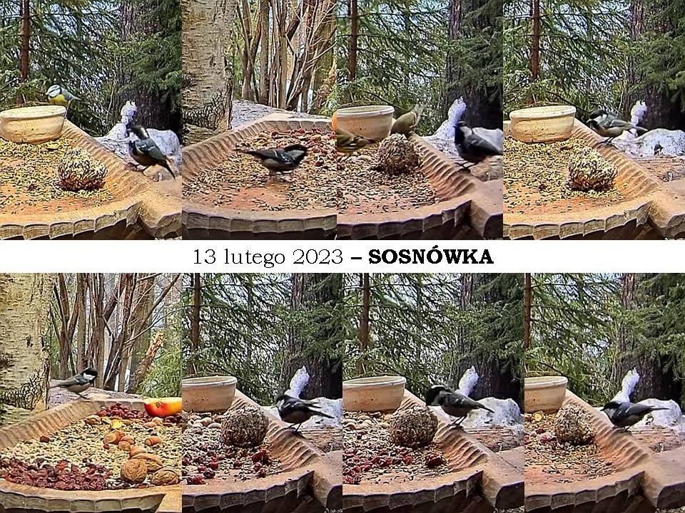 livebirdspoland_c277536f8d41a28c05bc4e9b6e4ab87c.jpg