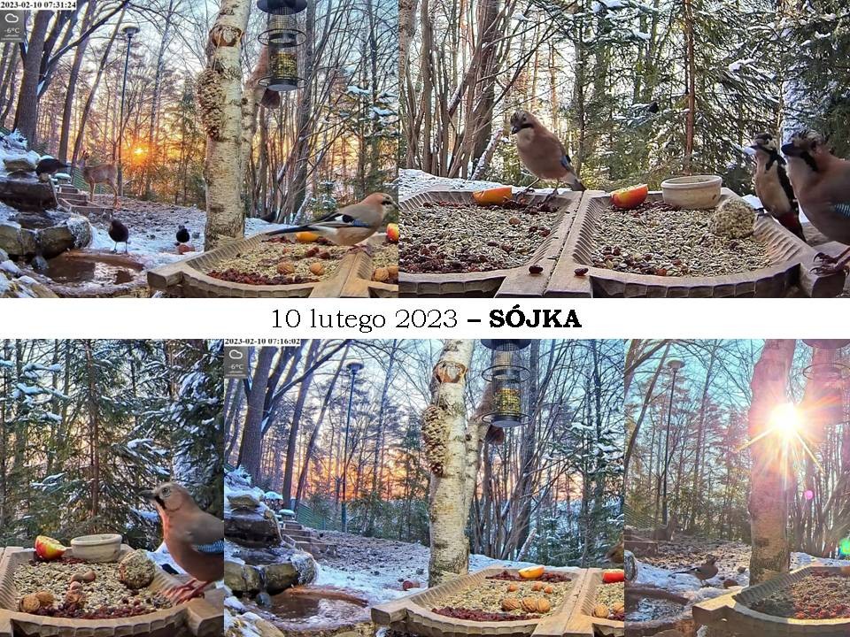 livebirdspoland_e40eaae64af847fc59732e82ec65e5bc.jpg