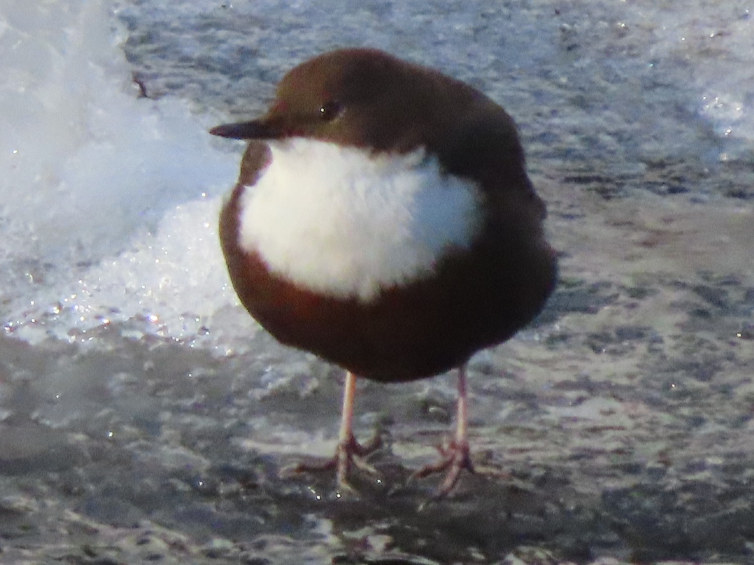 livebirdspoland_775e4251bea91a930d7ba838d96d8654.jpg
