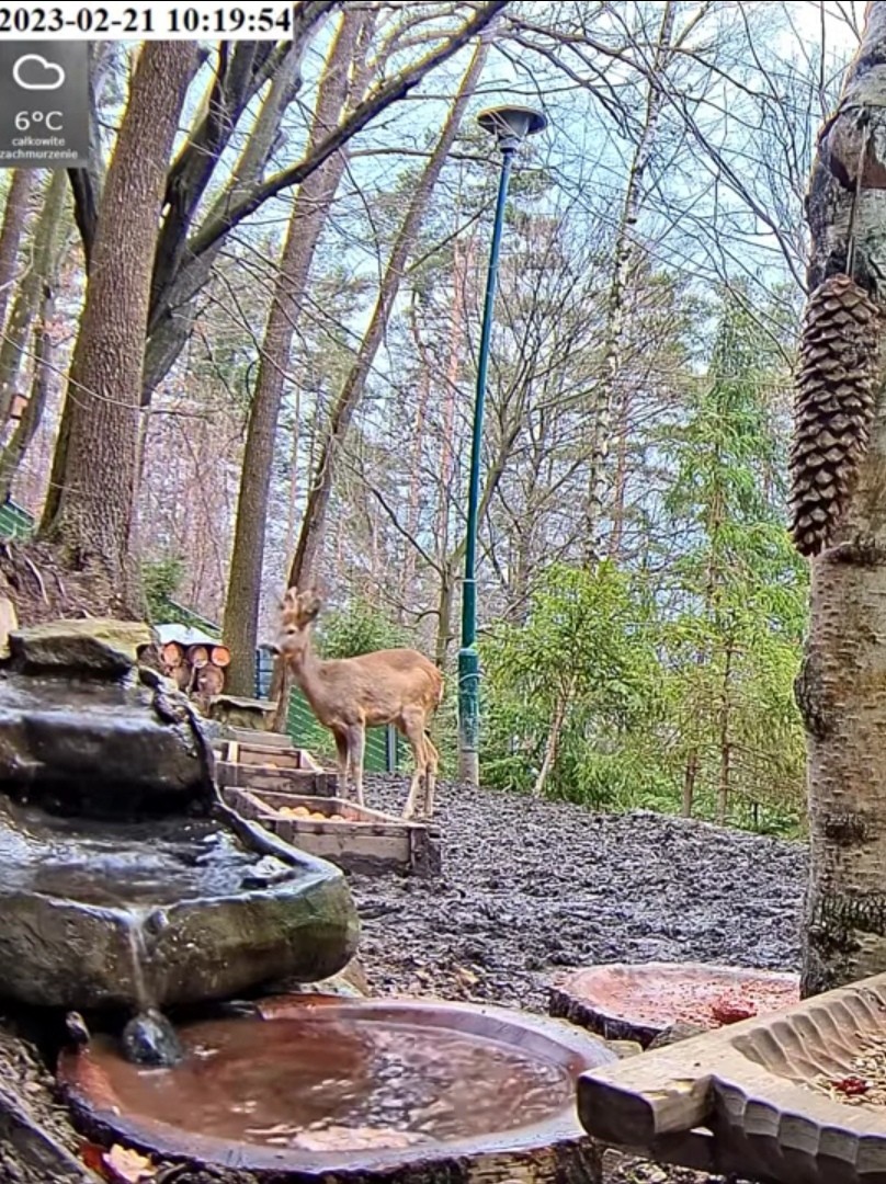 livebirdspoland_c438f9093f1a9683a1d4f864ca649308.jpg