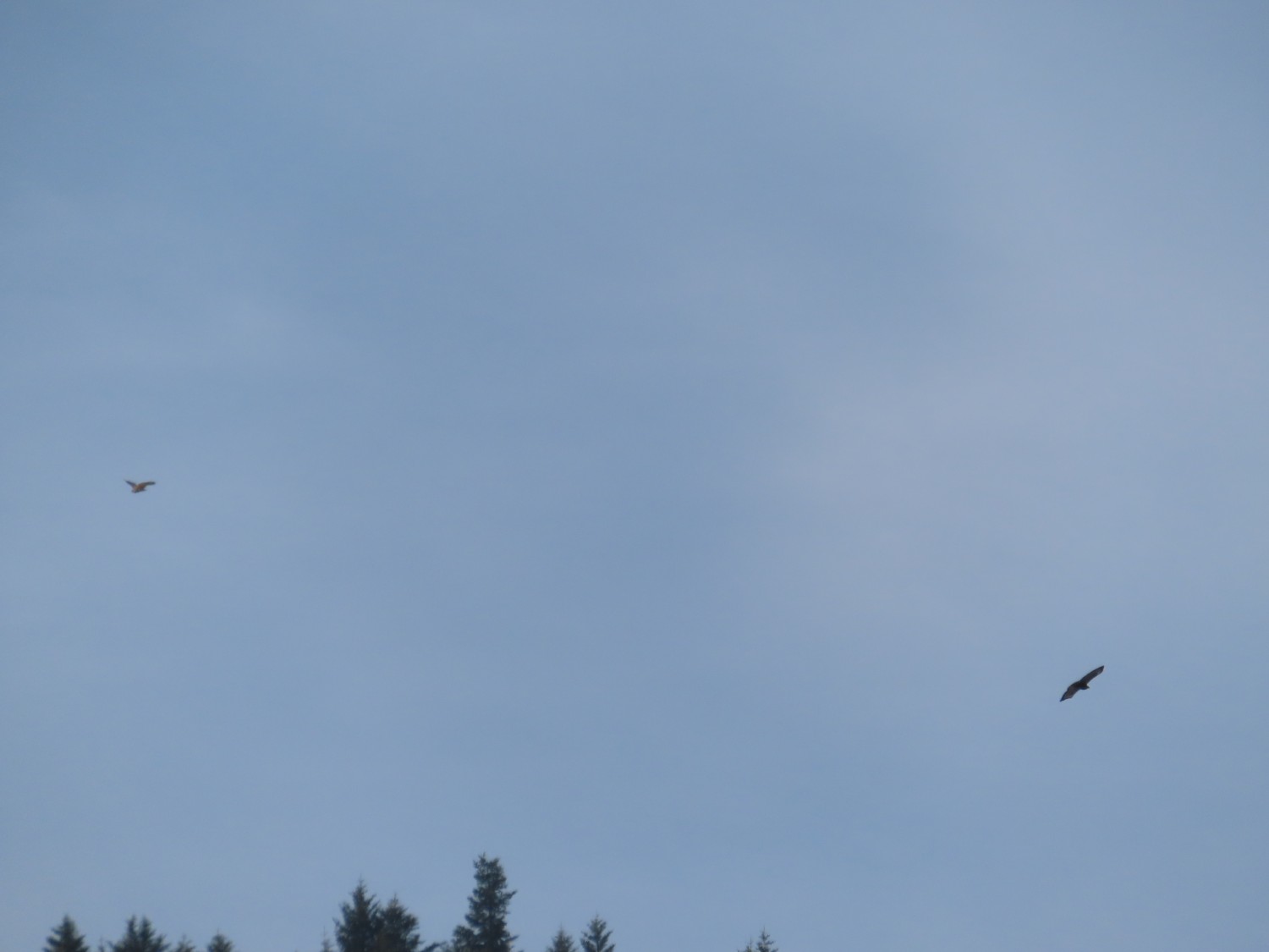 livebirdspoland_43d2cedba09e9711d2a16a6e3f82a5f5.jpg