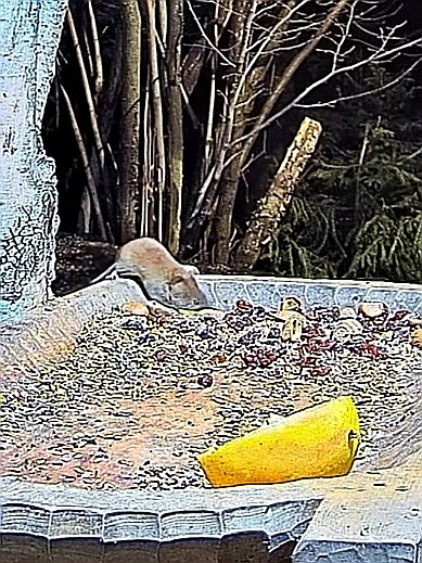 livebirdspoland_5cf8d6d5ef9c09a84300c6254b84fb5f.jpg