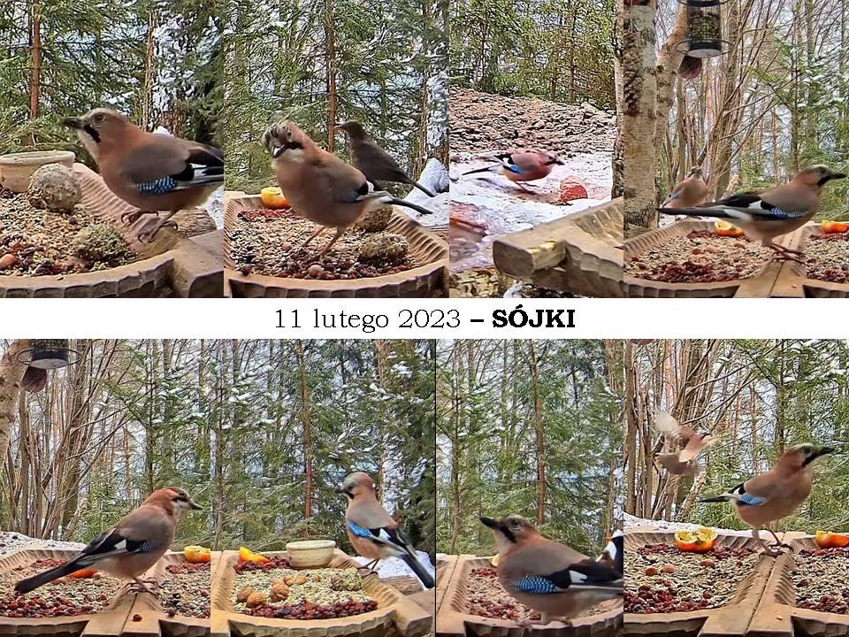 livebirdspoland_380c745baad6ec4e1bac76154673f695.jpg
