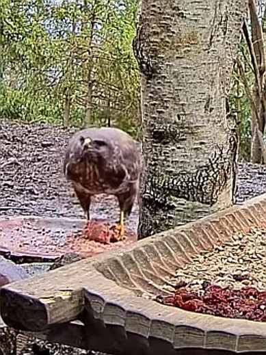 livebirdspoland_c8598a6f1f573fa9a8d328ab383d4c95.jpg