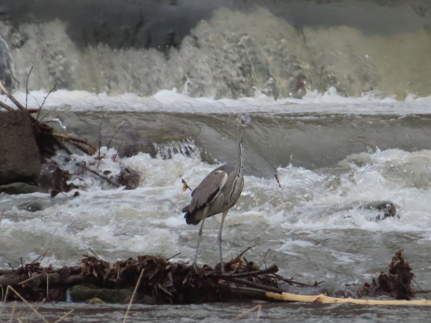 livebirdspoland_51a4d4579cbbf082f8b97d86706d9b95.jpg