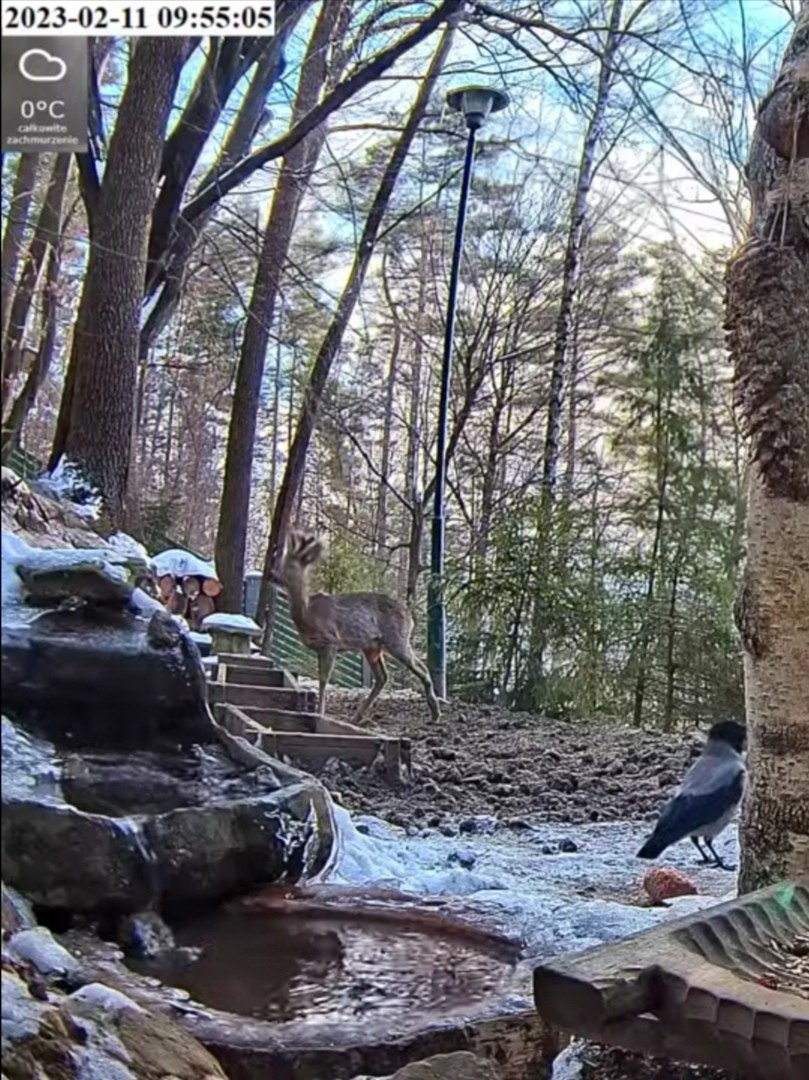 livebirdspoland_9fc5c1815fd14cd789e9e4e0b5c159ba.jpg
