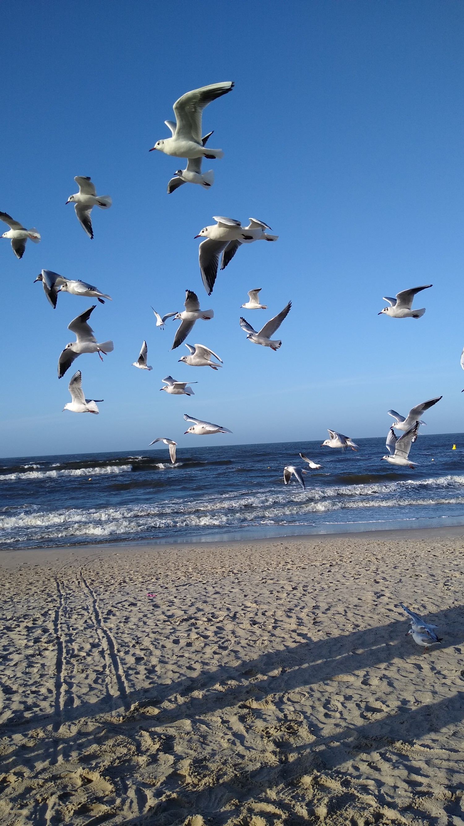 livebirdspoland_4f9483d7964780e2039c63298503043d.jpg
