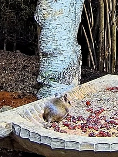 livebirdspoland_5a1e60bf267060b2310da8f1bdba201a.jpg