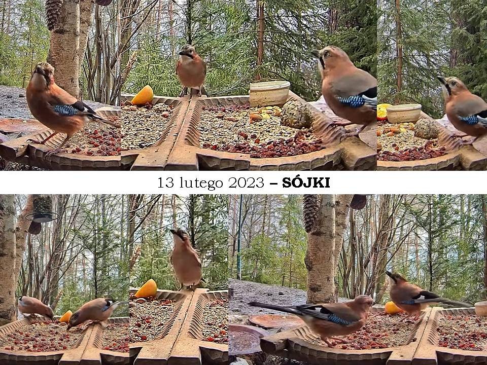 livebirdspoland_7ac46ac239e4bc994cc58c0e71238f33.jpg