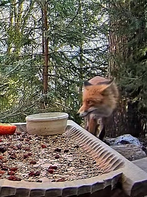 livebirdspoland_227dea3848cd0f62465eccd8c0d61b0e.jpg