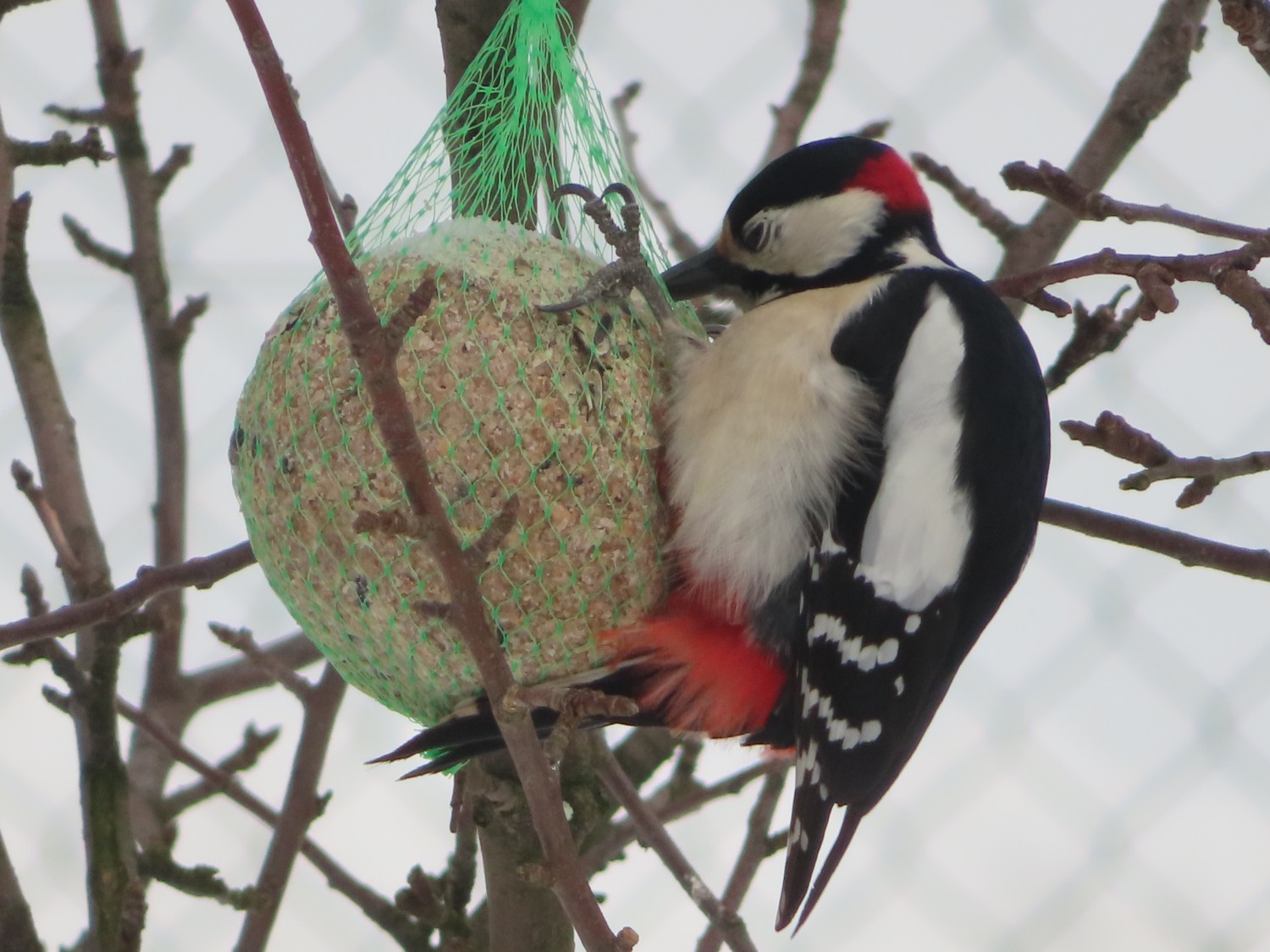 livebirdspoland_a5a9cd30150d01aeaeff0c55b03c5ff6.jpg