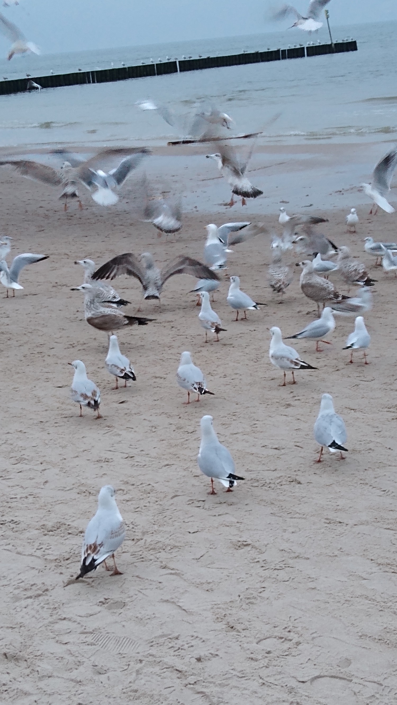 livebirdspoland_24d02f3842e8f8080a57b052fd941e79.jpg