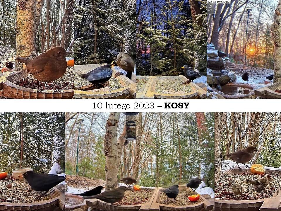 livebirdspoland_b186f7111595eee2e089838291a517bb.jpg