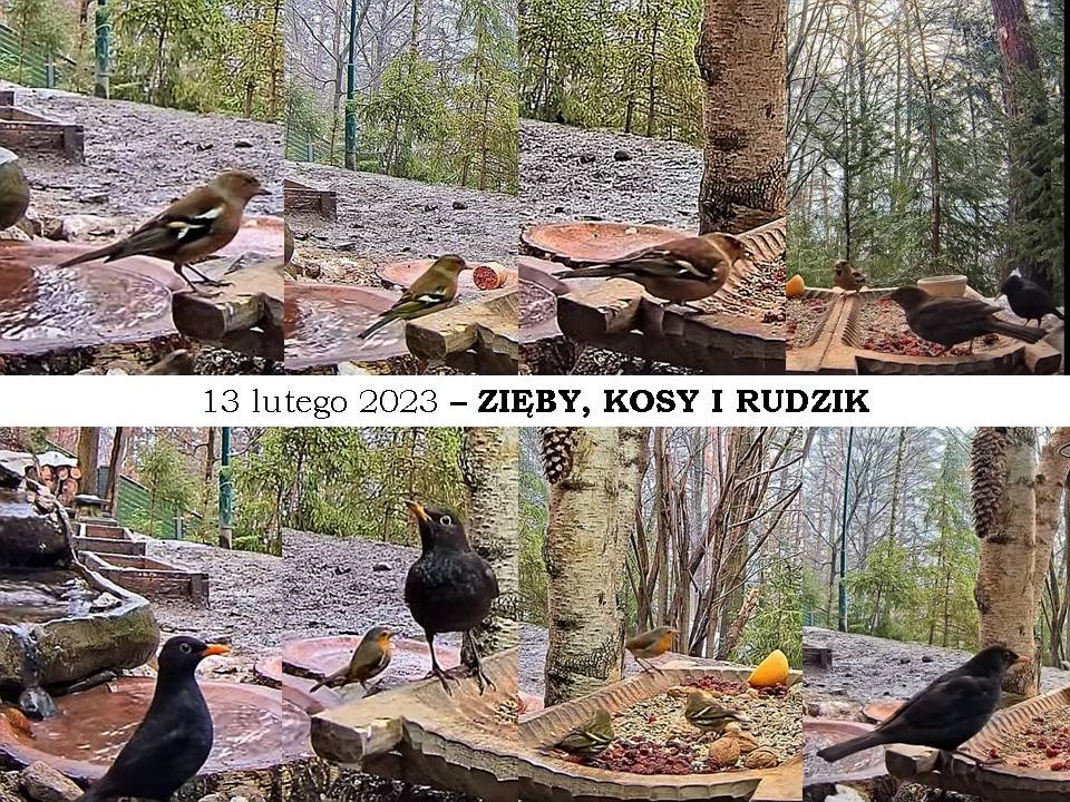 livebirdspoland_be88cf17c702ced32e8ea0085c6e795a.jpg