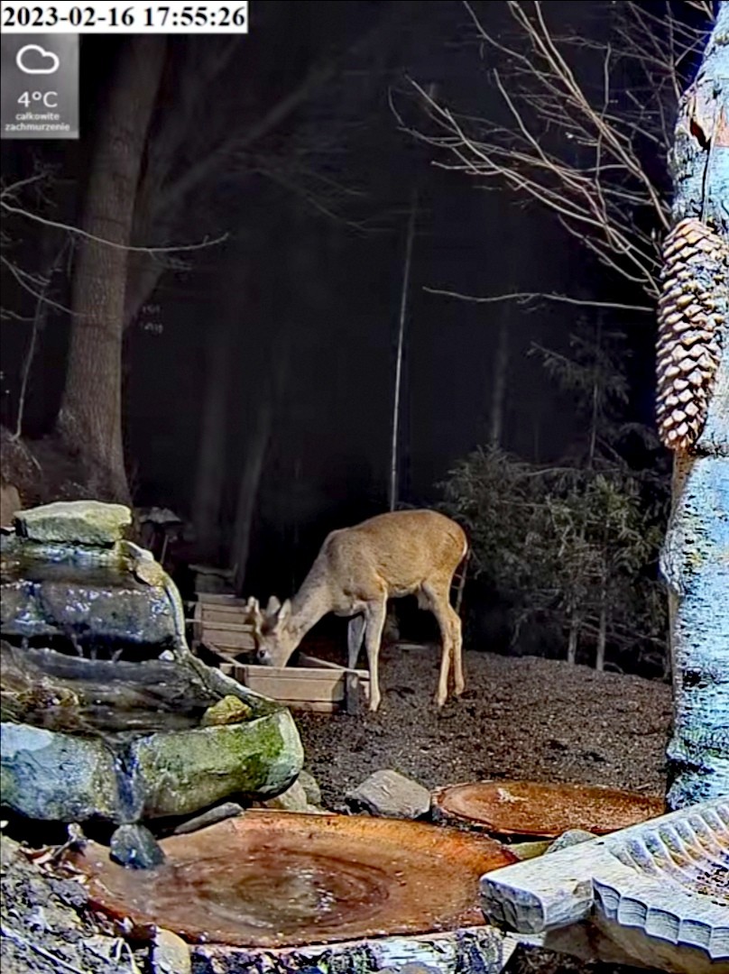 livebirdspoland_1572260683be9d6c86856adc2e41a702.jpg
