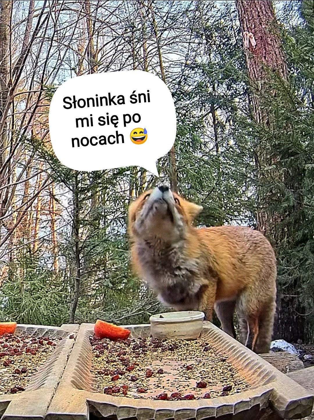 livebirdspoland_97f88db60d7ed09bd95da4eb034e5312.jpg