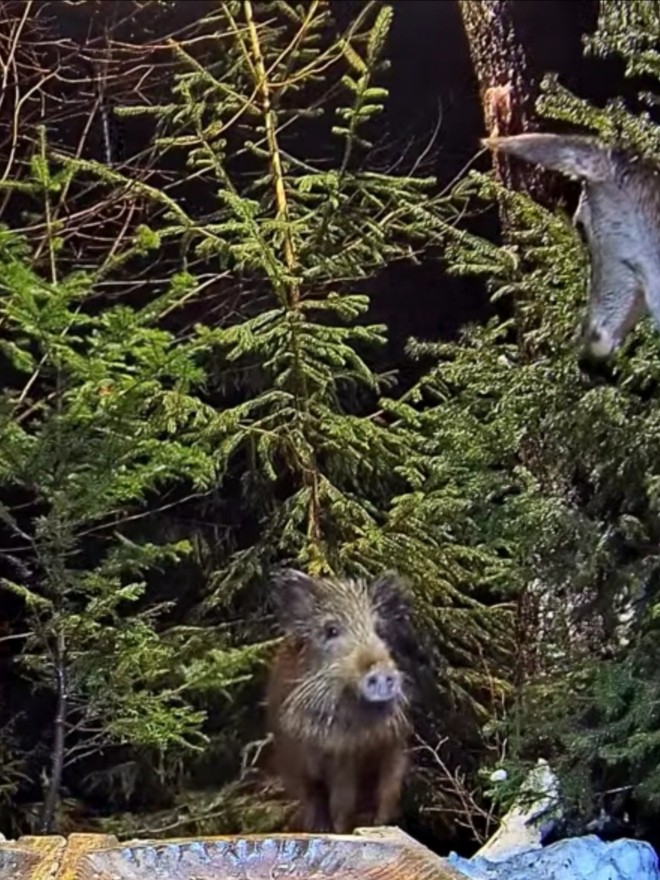 livebirdspoland_f57c1ddb6cd1ae8b908d7024e2835baf.jpg