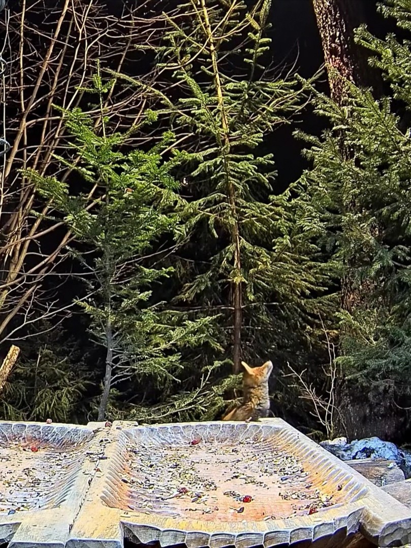 livebirdspoland_6b5b169af1bc4ec0db2604ebf5fcf6d7.jpg