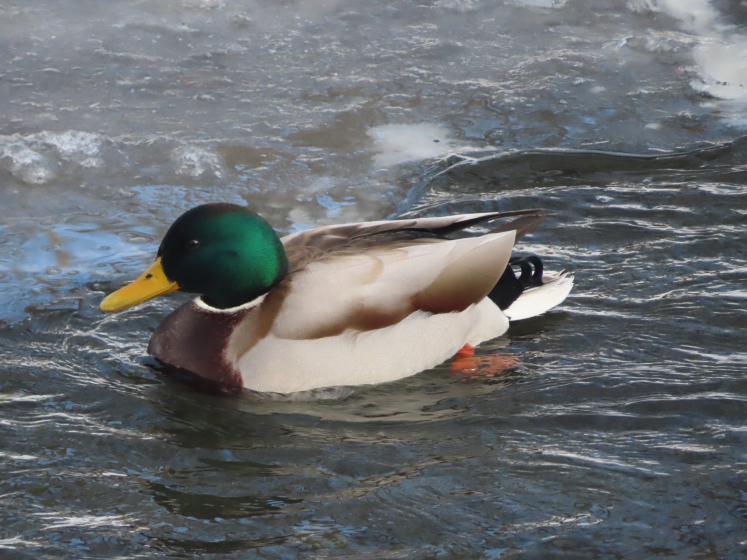 livebirdspoland_97c702ebb8517f430b1d7f36b776bee0.jpg