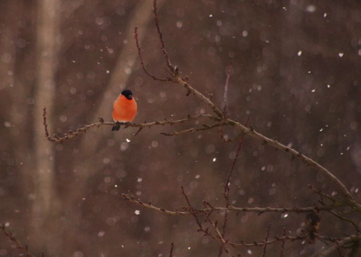 livebirdspoland_1d36e07ac5b9c88f782d2ce4291e6fe7.png
