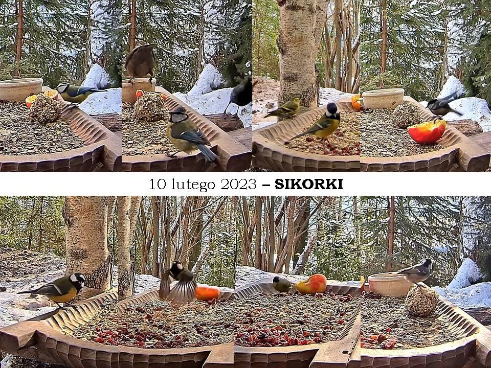 livebirdspoland_f2425ce5b964b80746e6eeb7c8cbcef5.jpg