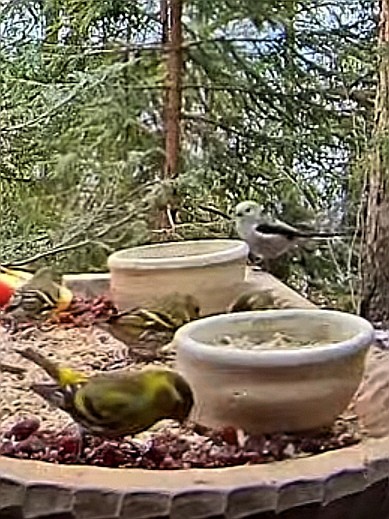 livebirdspoland_e3dbd372fe281a7ddfda9bdabe337122.jpg