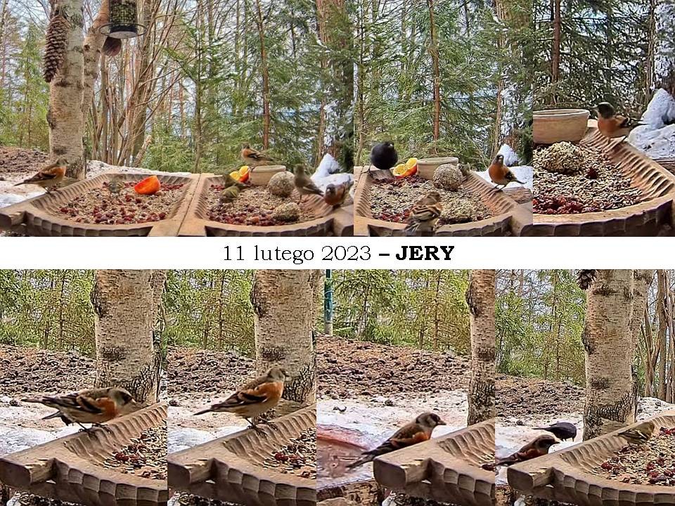 livebirdspoland_3fccacd0061cc8ad97a26982bea4d2f2.jpg