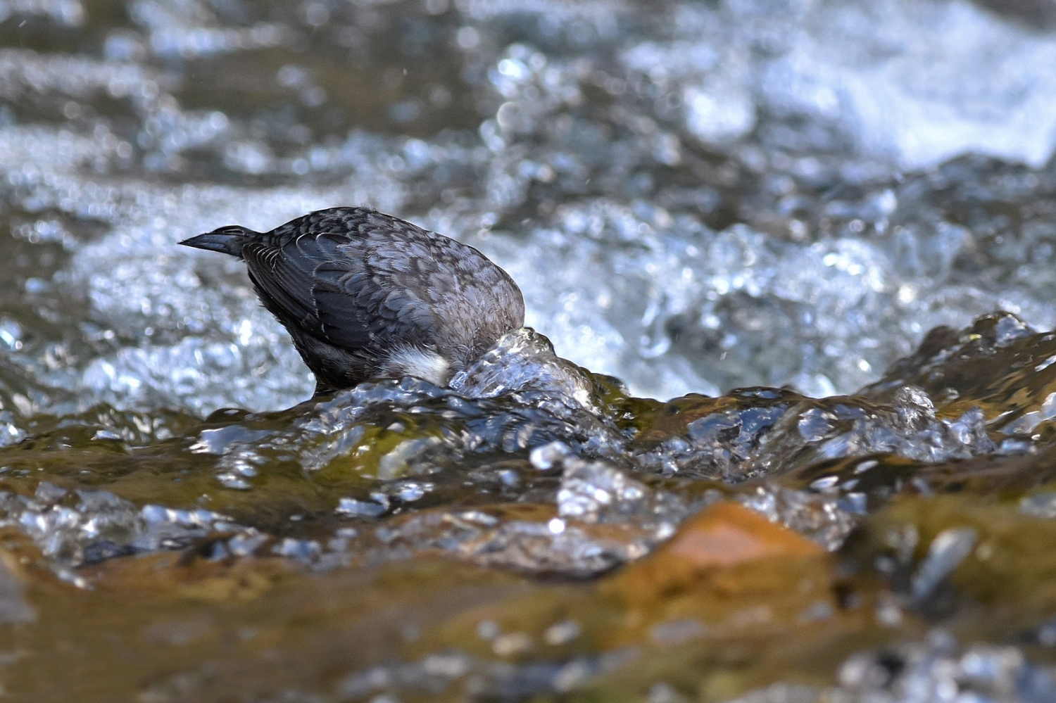 livebirdspoland_a2fd9ac3755826c8eabf0351a14f40c5.png