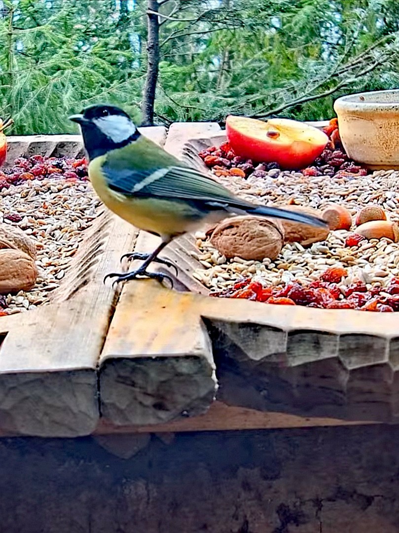 livebirdspoland_081e2eb7c289186997819f4fb117d29a.jpg