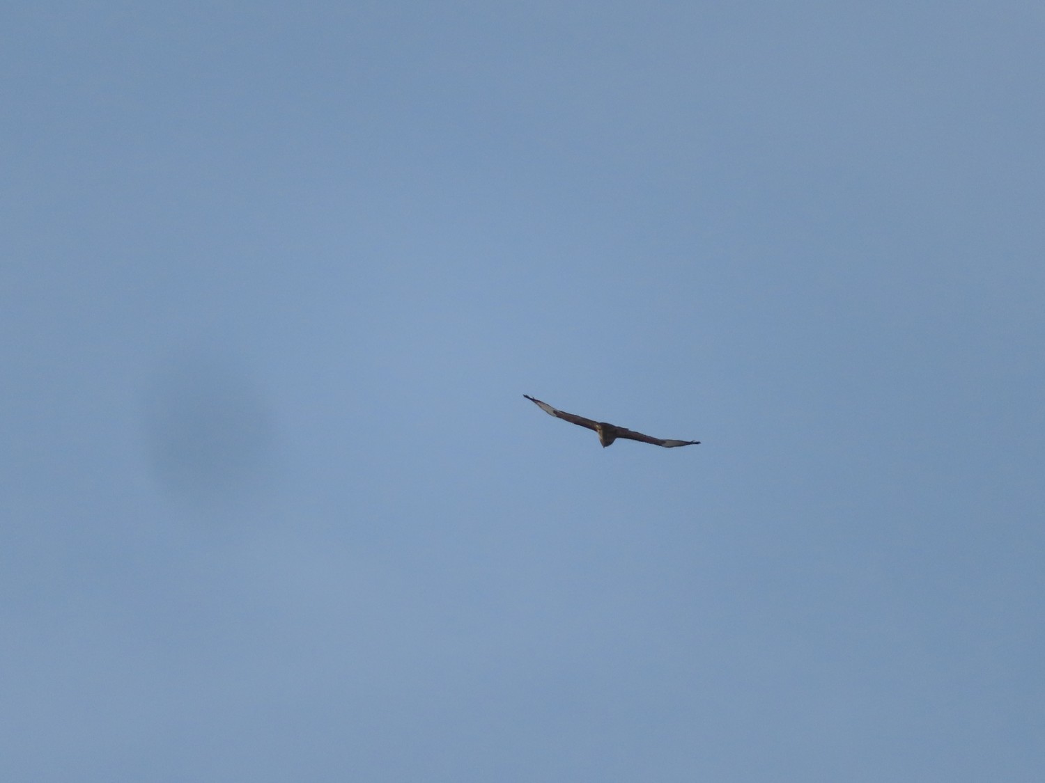 livebirdspoland_50286b814ac459f35b28d7f06e96bae7.jpg